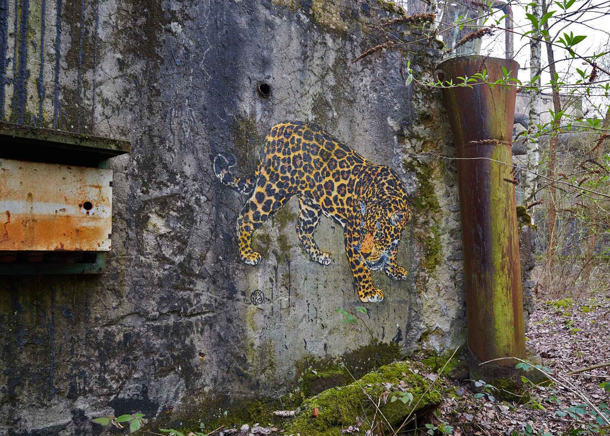Mosco leo