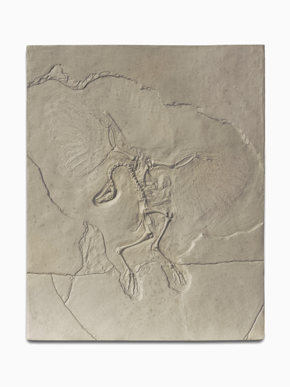 Neopteryx