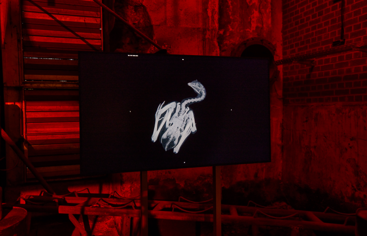 X Ray 25 b